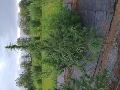 PLANT